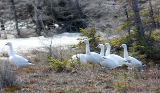 Ross's Goose, ML53777771