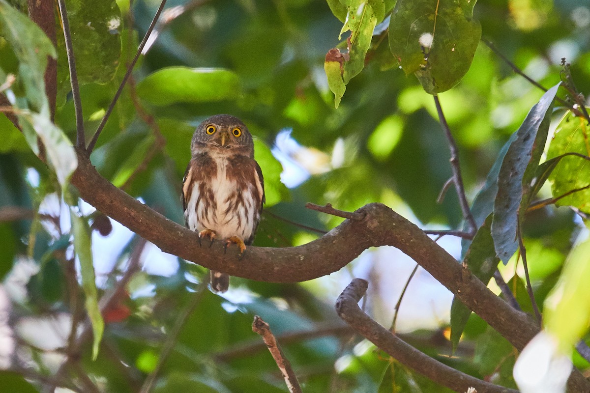 Colima Pygmy-Owl - ML537784001