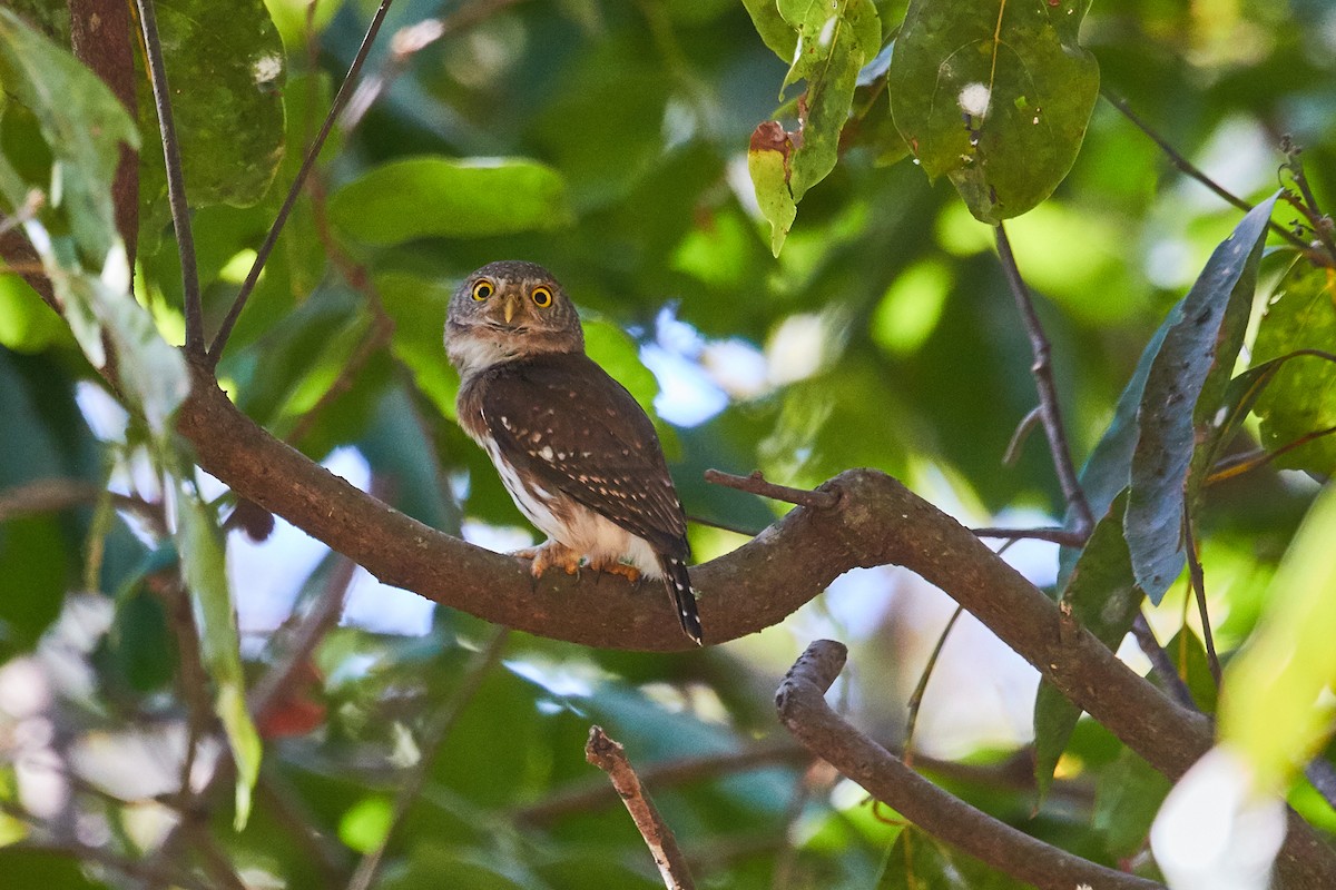 Colima Pygmy-Owl - ML537784021