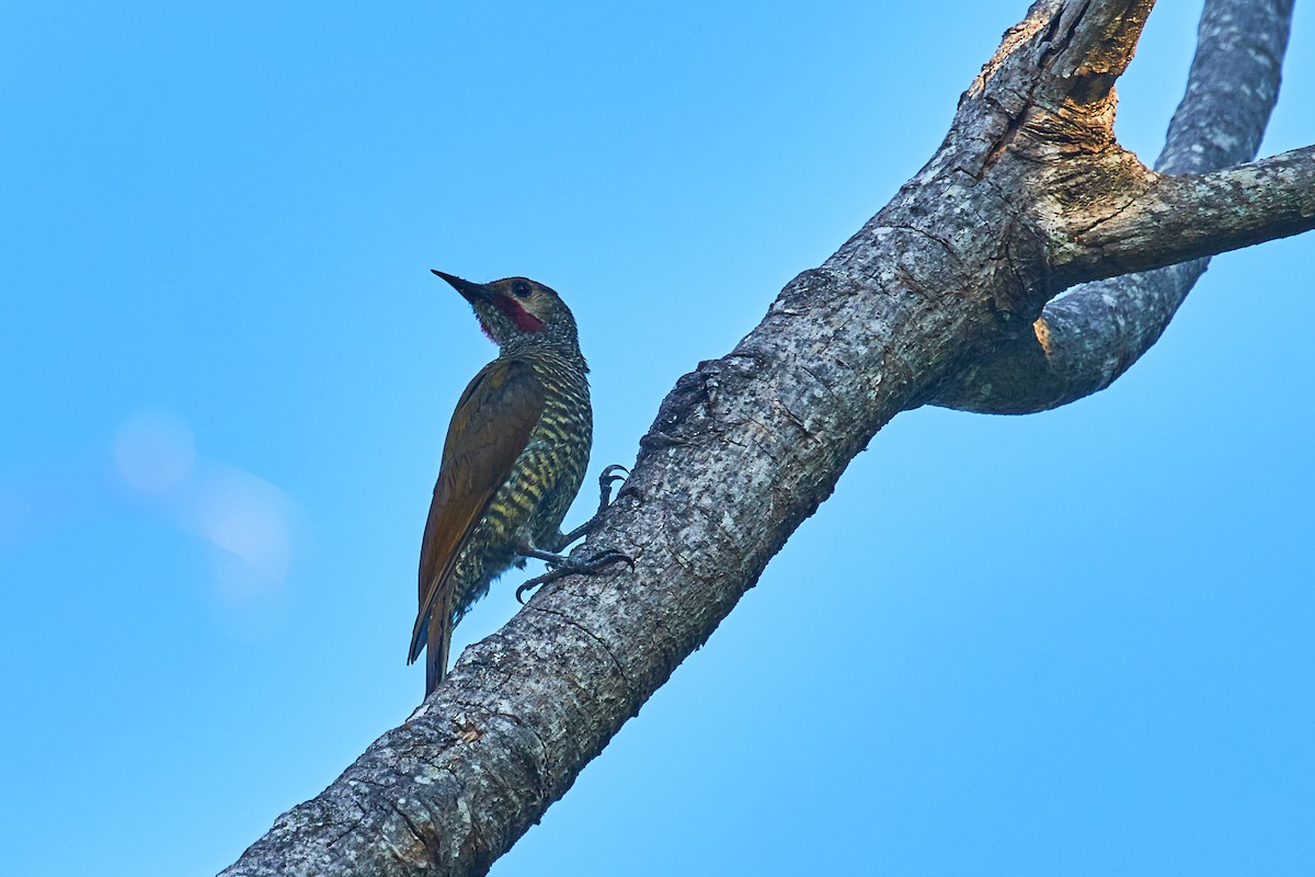Gray-crowned Woodpecker - ML537784731