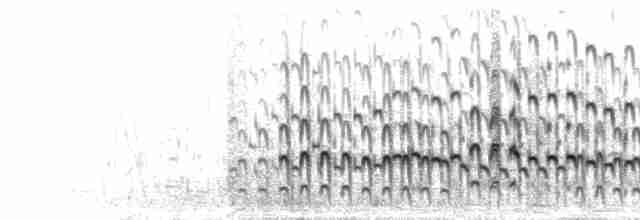  - Little Grebe (Little)