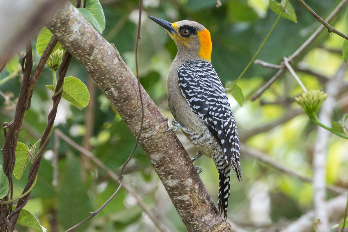 Golden-cheeked Woodpecker - ML537786521