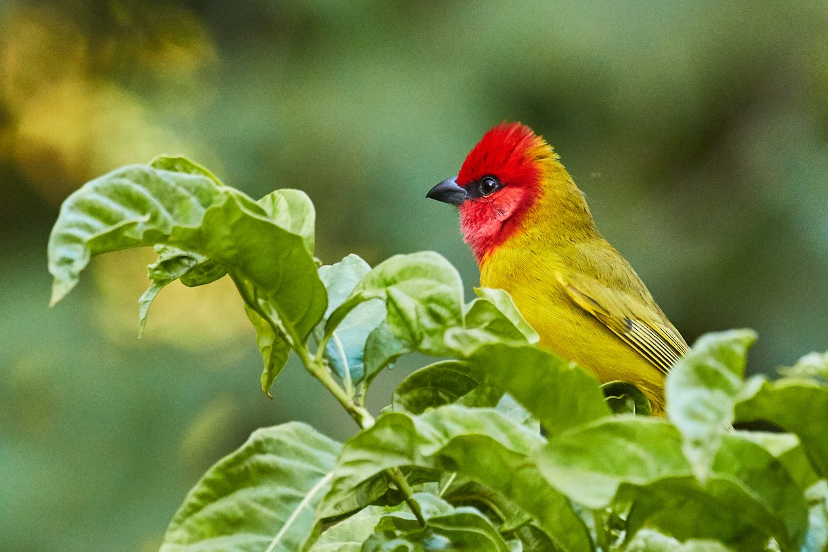 Red-headed Tanager - Mark Stackhouse