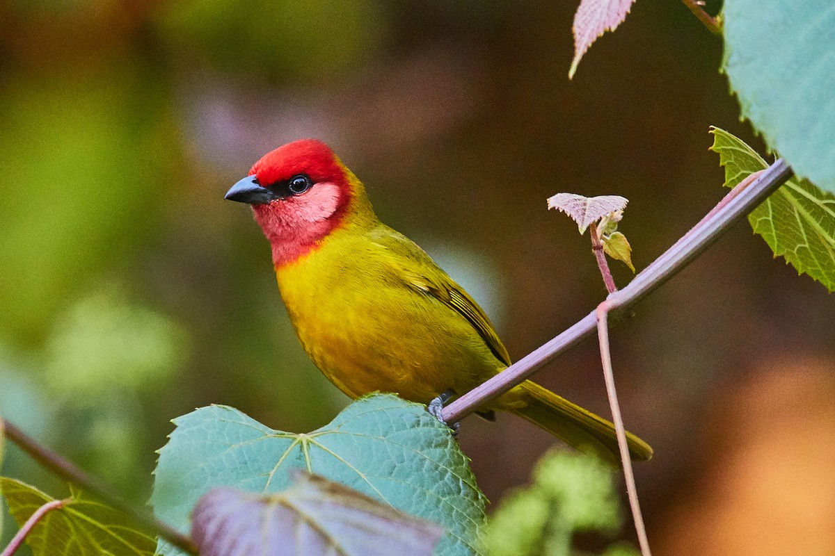 Red-headed Tanager - ML537786691