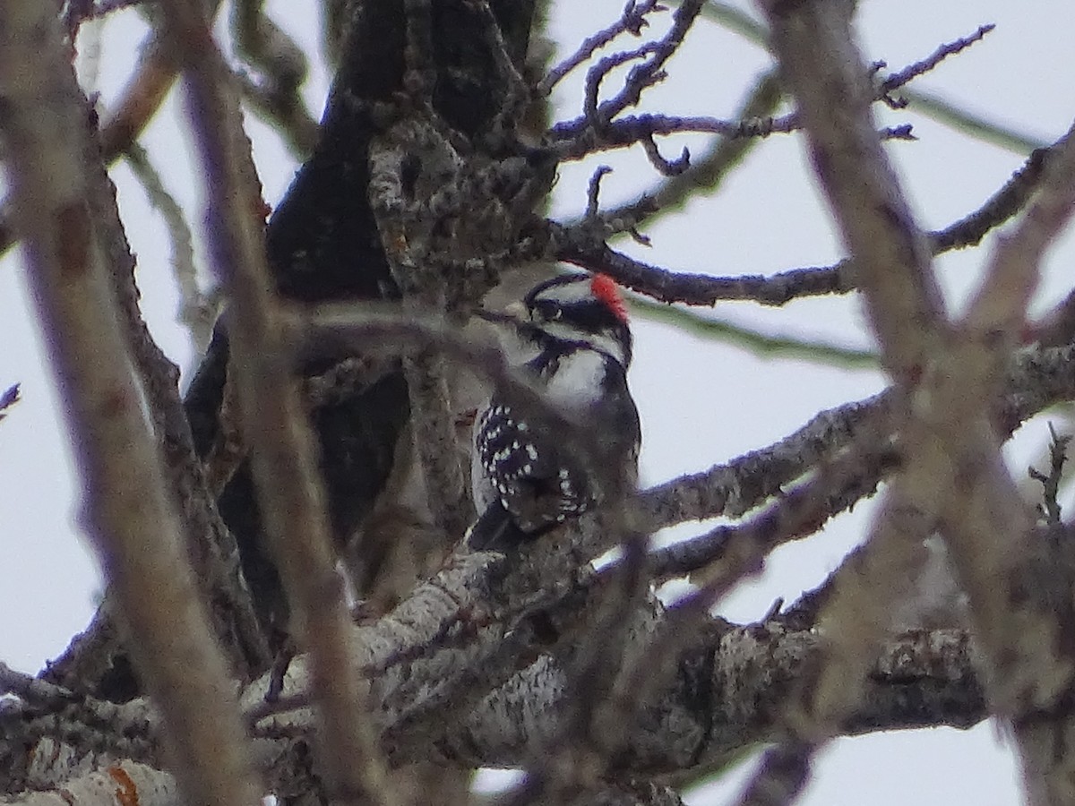 Downy Woodpecker (Rocky Mts.) - ML537787001