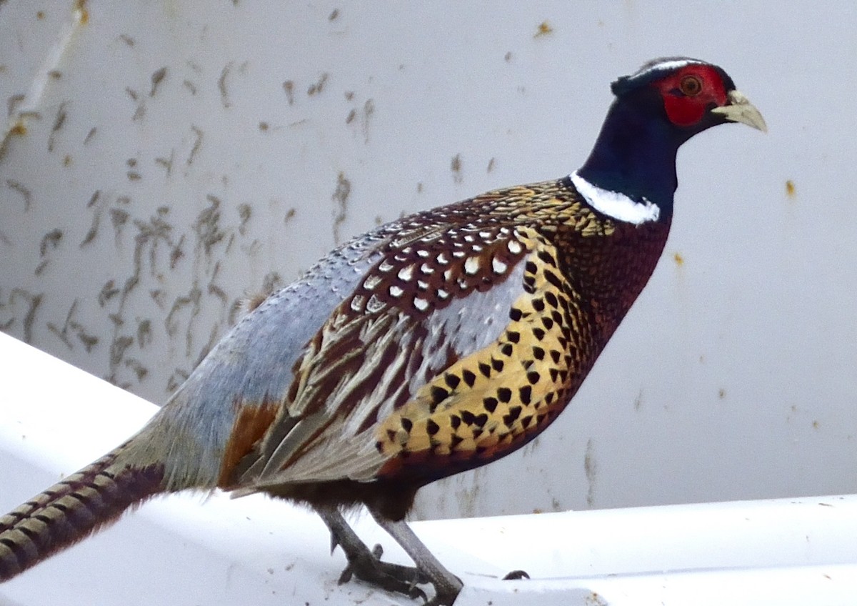 Ring-necked Pheasant - ML537787231