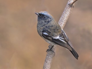  - Blue-capped Redstart