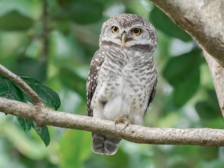 - Spotted Owlet