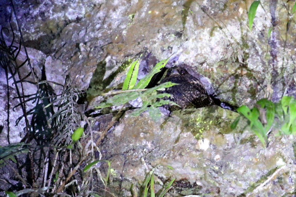 Lyre-tailed Nightjar - ML53779191
