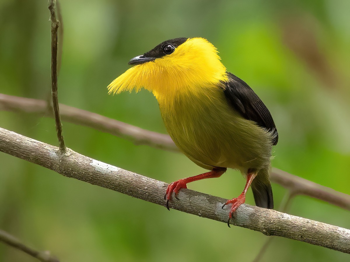 Golden-collared Manakin - Manacus vitellinus - Birds of the World