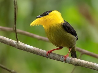  - Golden-collared Manakin