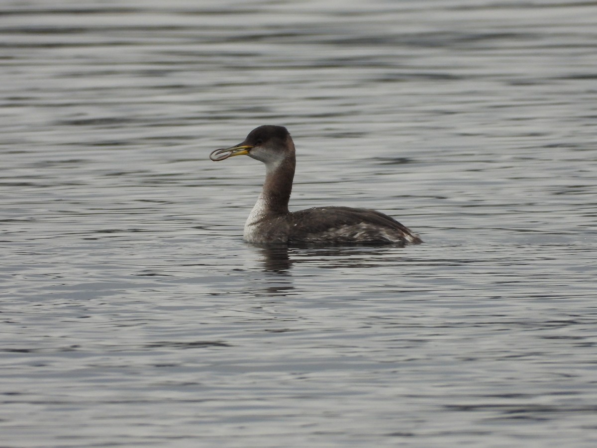 Red-necked Grebe - ML537795281