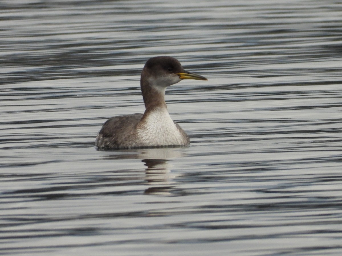 Red-necked Grebe - ML537795301