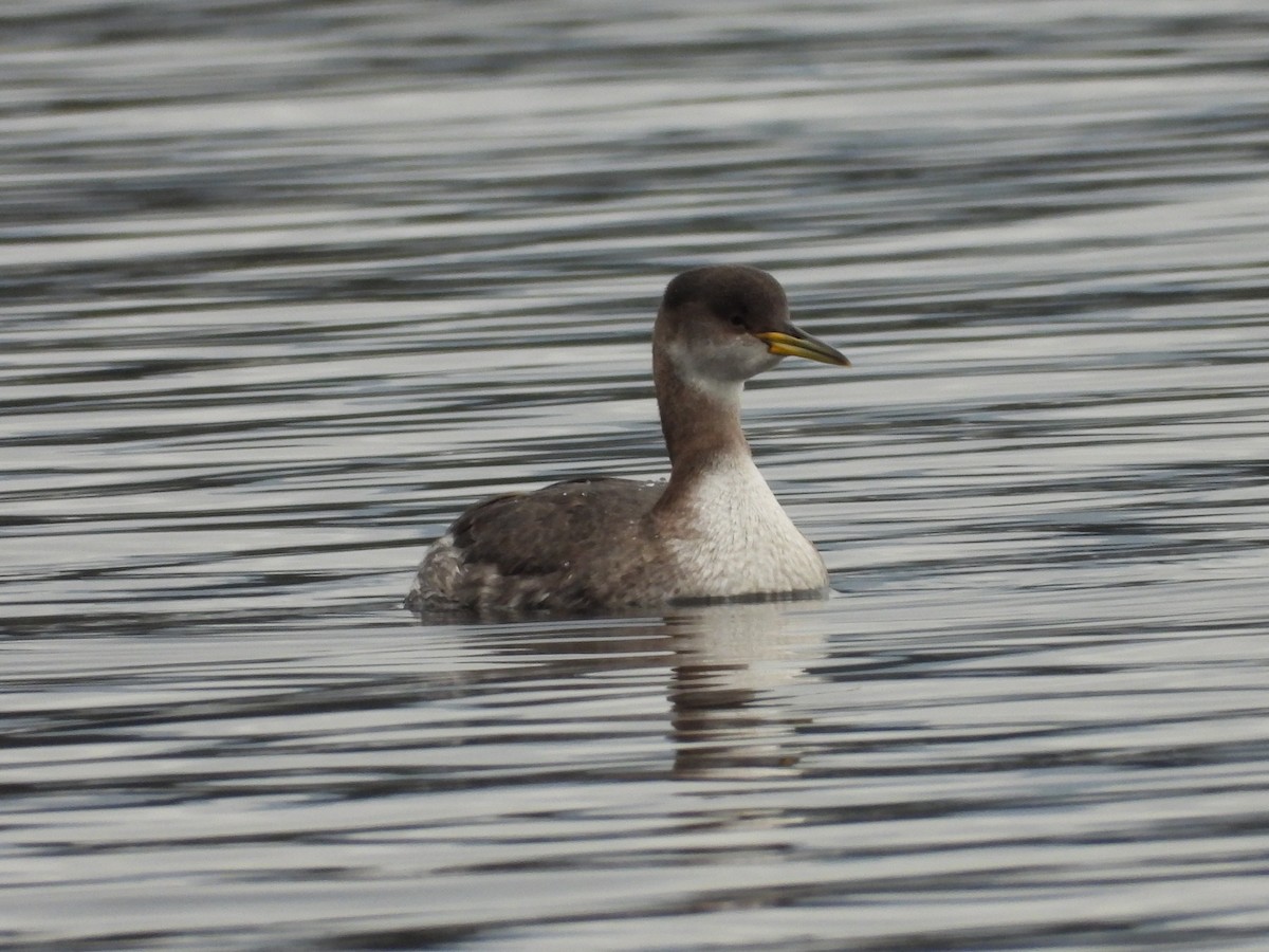 Red-necked Grebe - ML537795311
