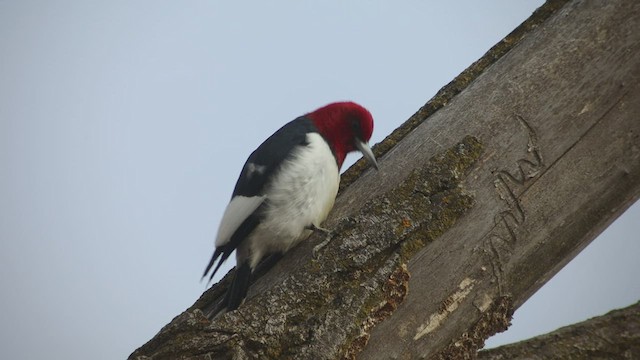 Red-headed Woodpecker - ML537800401
