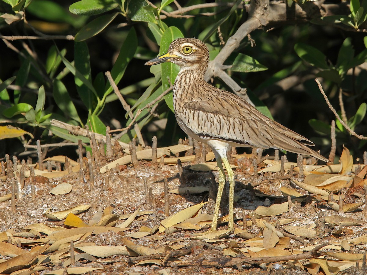 Senegal Thick-knee - Burhinus senegalensis - Birds of the World