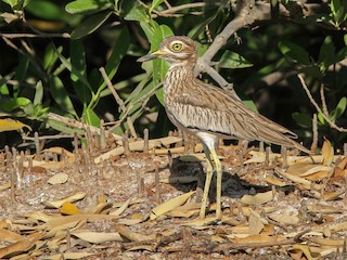  - Senegal Thick-knee