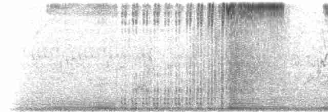  - Allen's Hummingbird