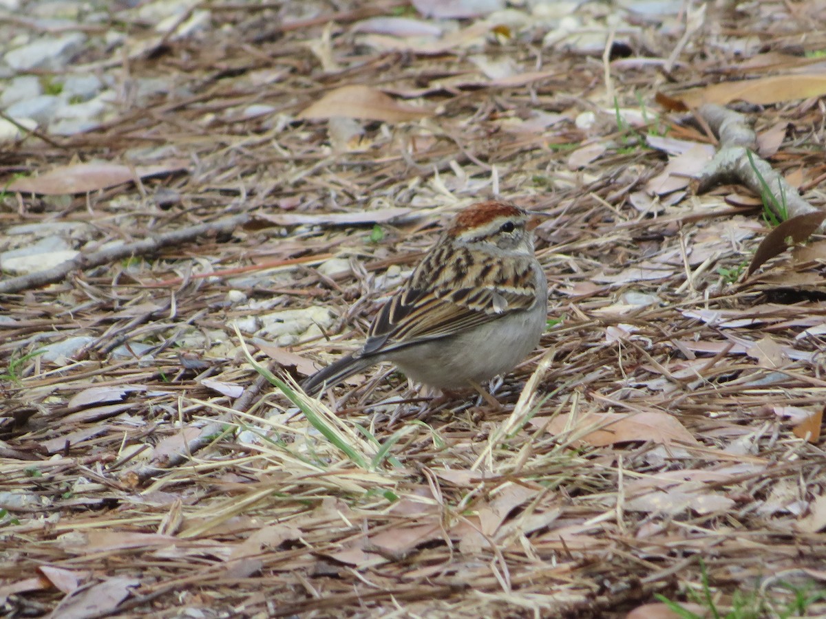 Chipping Sparrow - Joel Jacobson