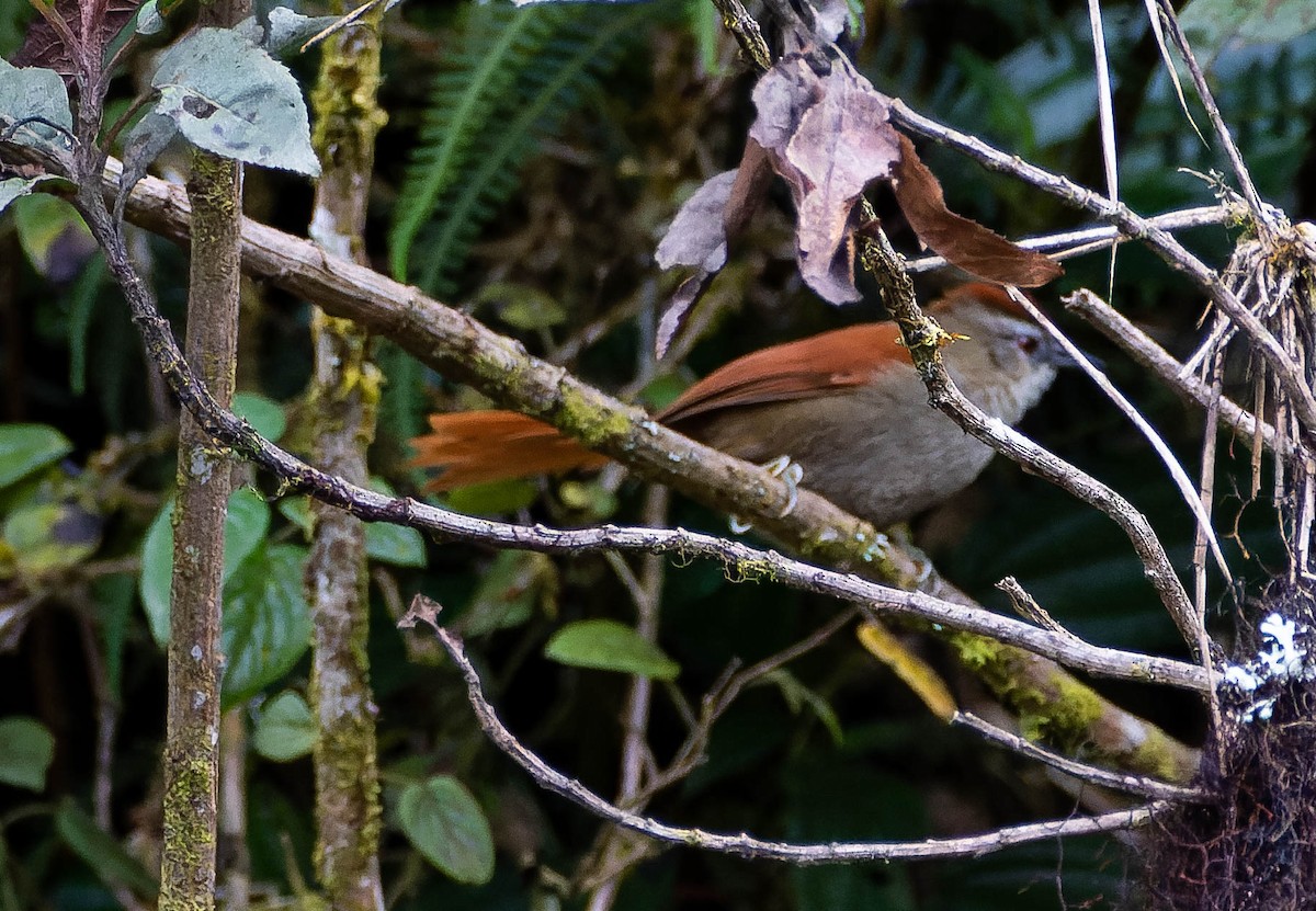 Marcapata Spinetail - ML537807751