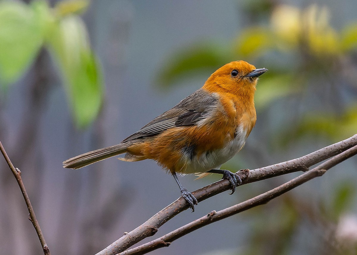 Rufous-chested Tanager - ML537809831