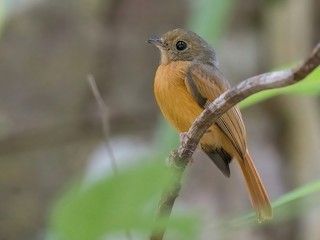  - Ruddy-tailed Flycatcher