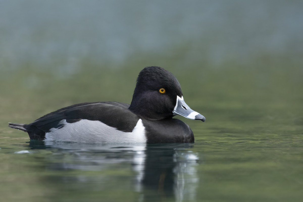 Ring-necked Duck - ML537815921