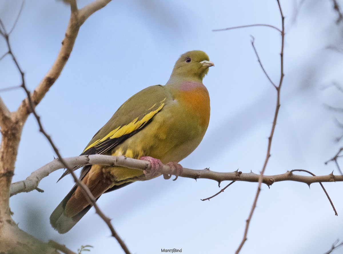橙胸綠鳩 - ML537816121