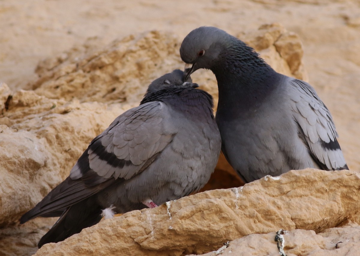 Rock Pigeon (Wild type) - ML53781691