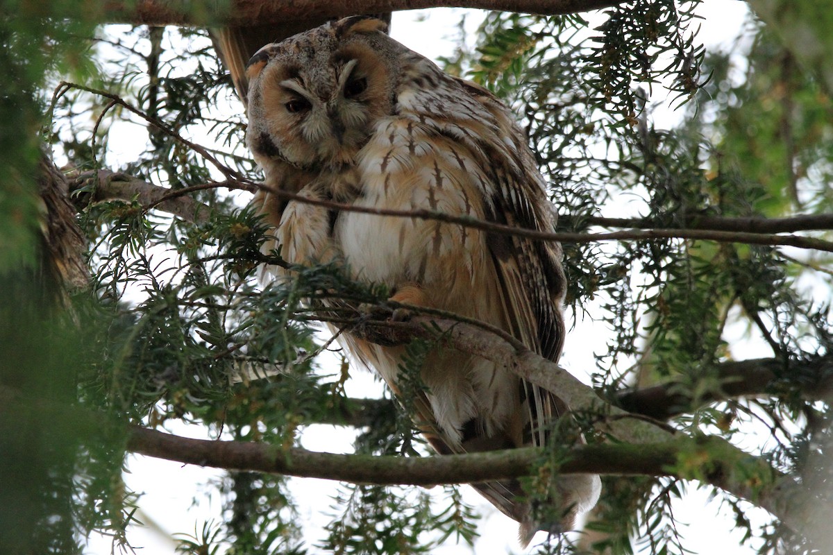 Long-eared Owl - ML537818671