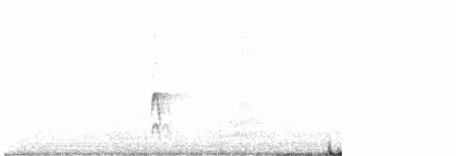 Çatal Kuyruklu Tiran - ML537822981