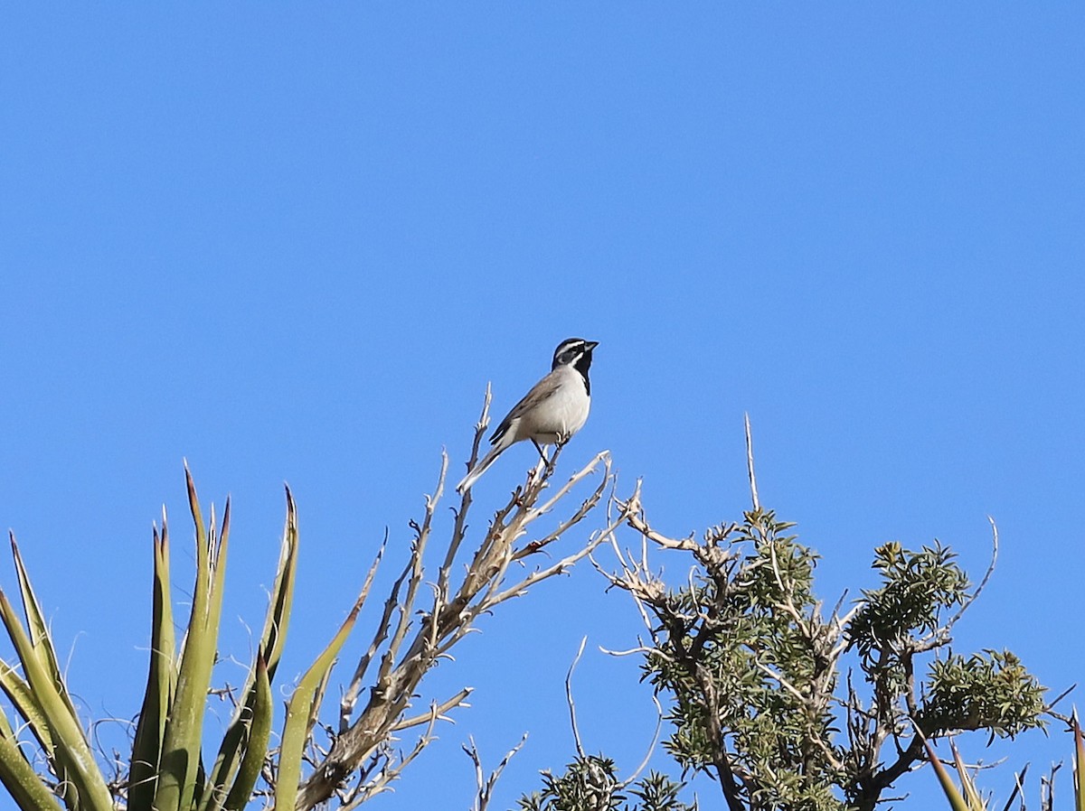 Black-throated Sparrow - ML537825891