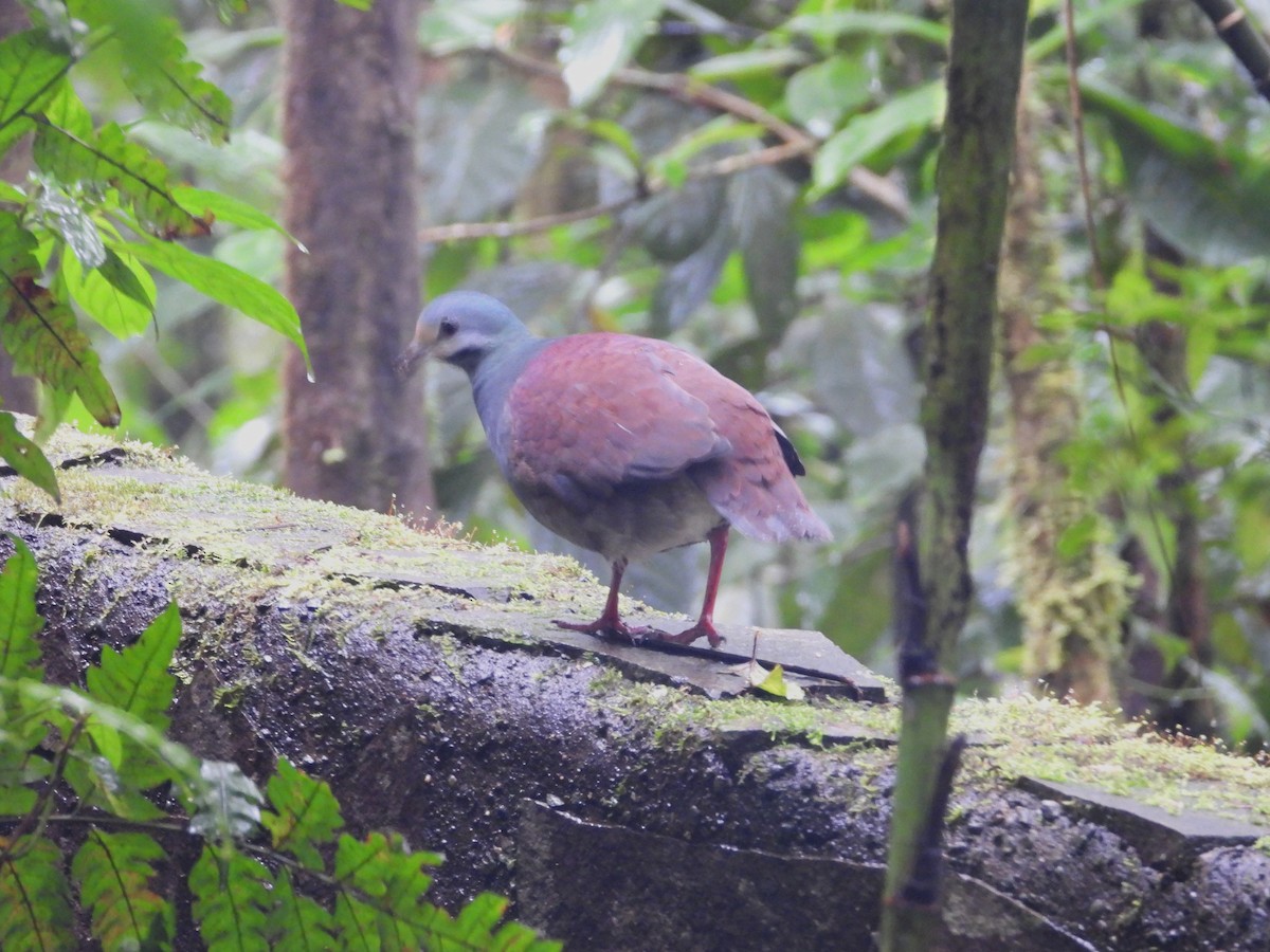 Buff-fronted Quail-Dove - ML537826141