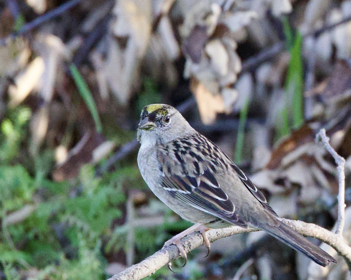 Golden-crowned Sparrow - ML537827171