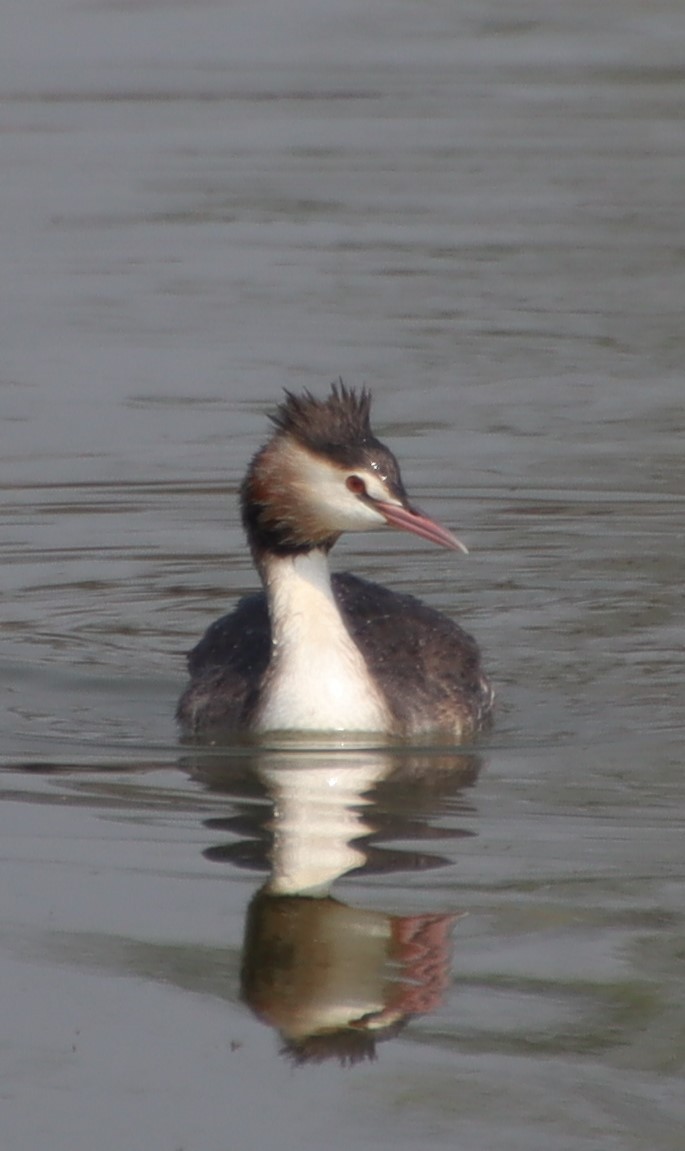 Great Crested Grebe - ML537827231