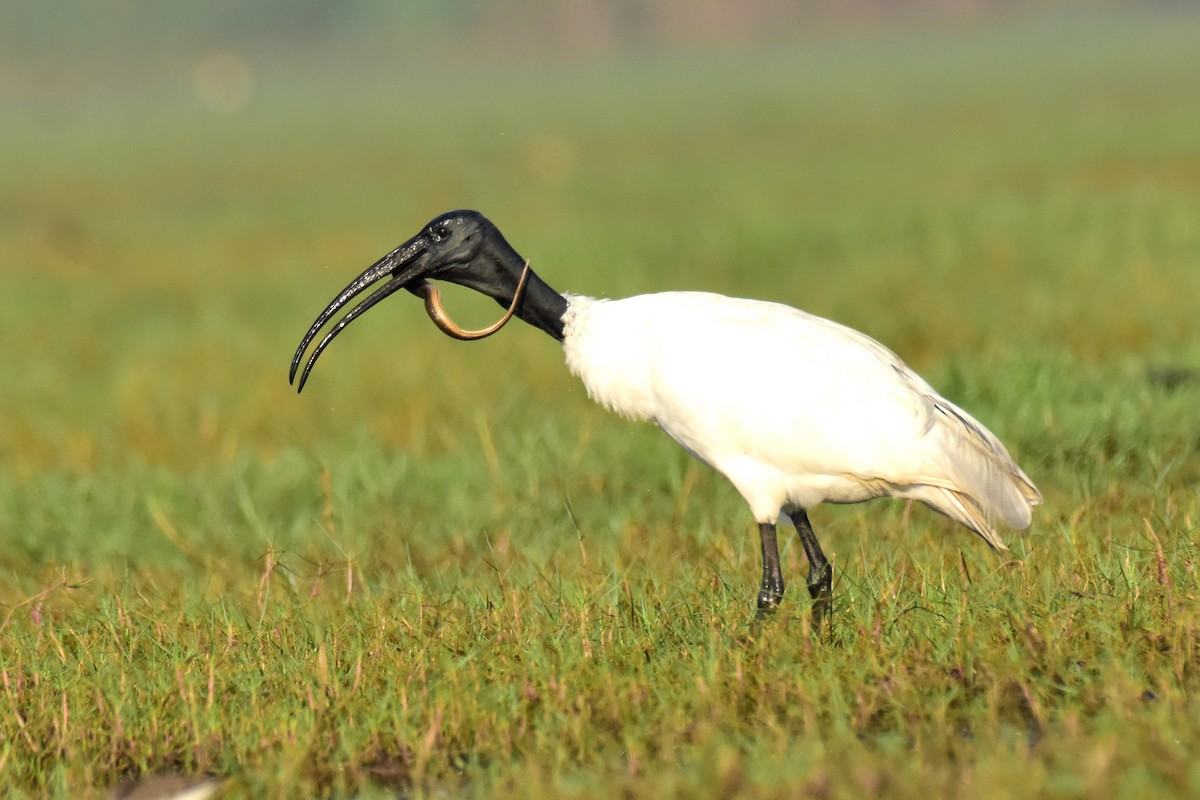 ibis černohlavý - ML537829831