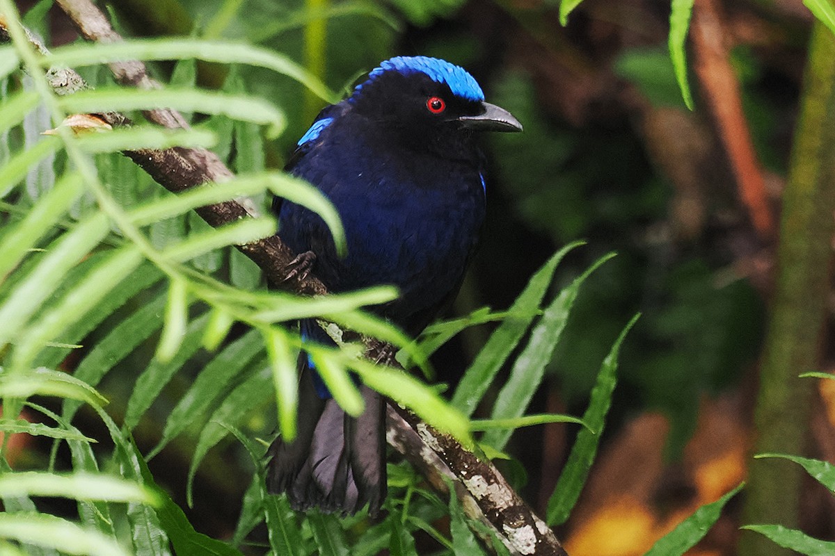 Philippine Fairy-bluebird - ML537831581