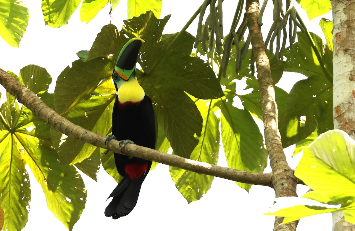 Channel-billed Toucan (Citron-throated) - ML537831611