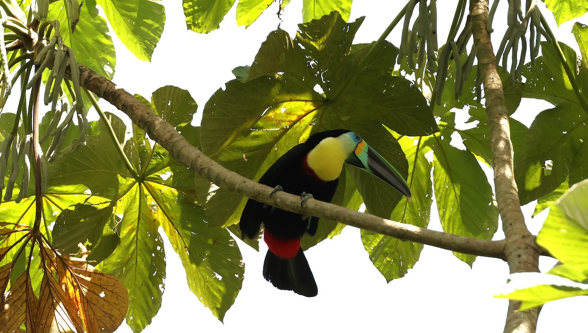 Channel-billed Toucan (Citron-throated) - ML537831621