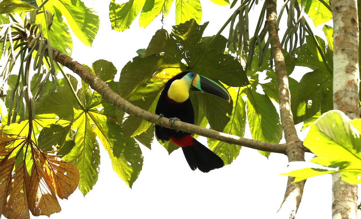 Channel-billed Toucan (Citron-throated) - ML537831631