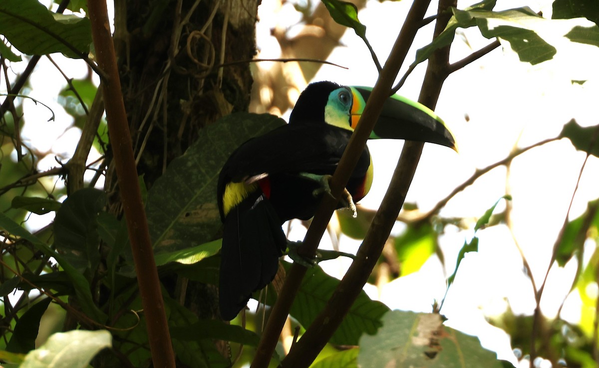 Channel-billed Toucan (Citron-throated) - ML537831641