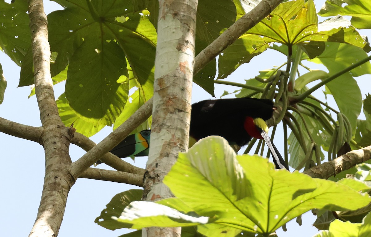 Channel-billed Toucan (Citron-throated) - ML537831651
