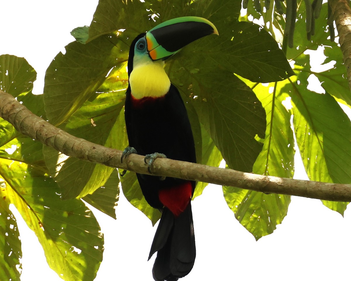 Channel-billed Toucan (Citron-throated) - Diane Eubanks