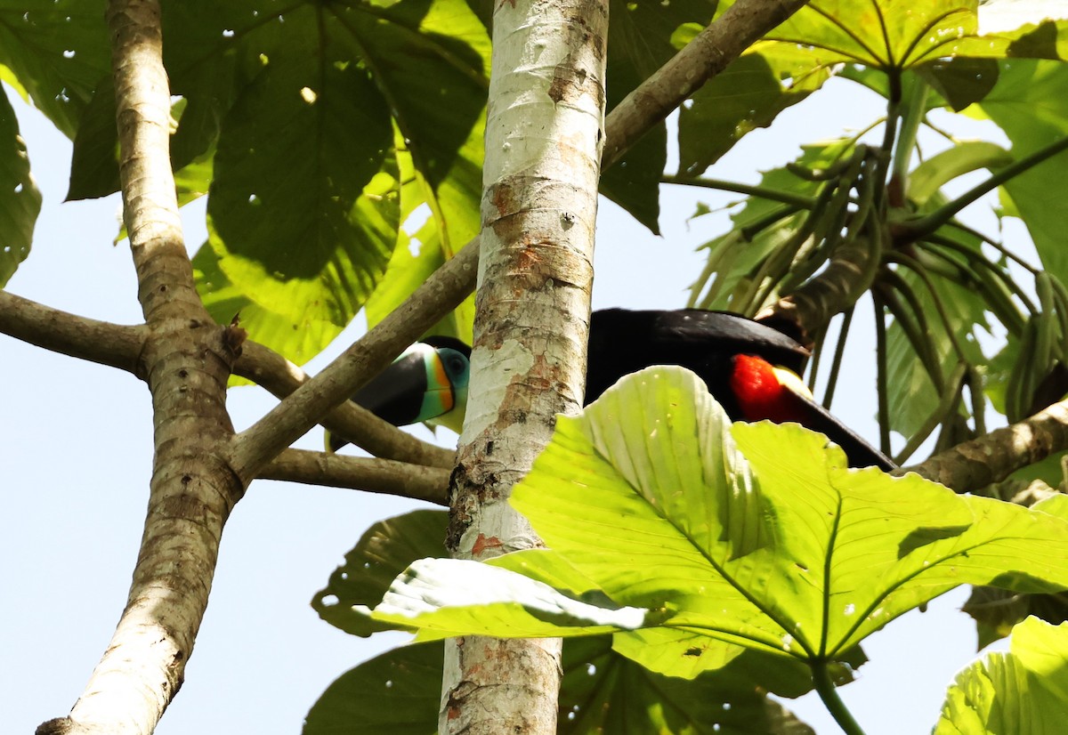 Channel-billed Toucan (Citron-throated) - ML537831671