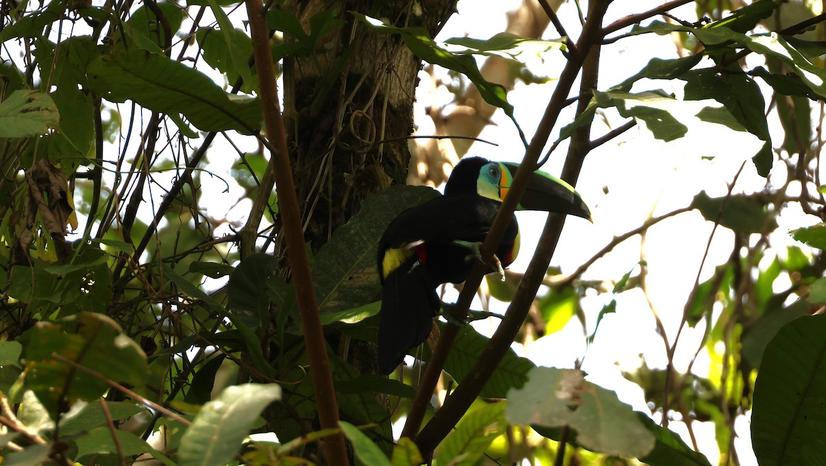 Channel-billed Toucan (Citron-throated) - ML537831691