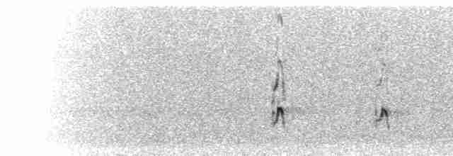  - Variable Oystercatcher