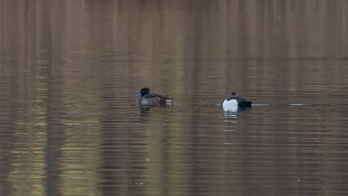 Tufted Duck - ML537835941