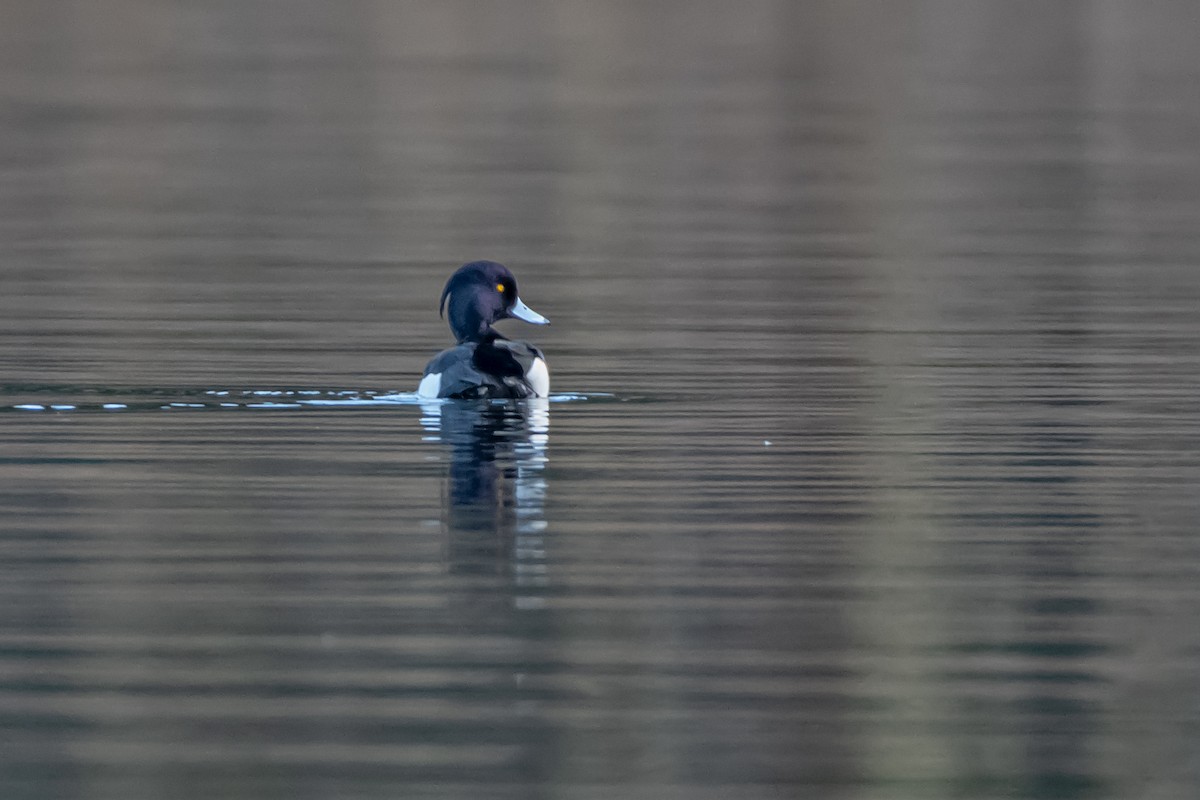 Tufted Duck - ML537835961
