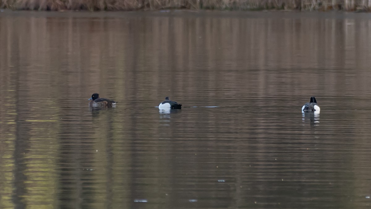 Tufted Duck - ML537835971