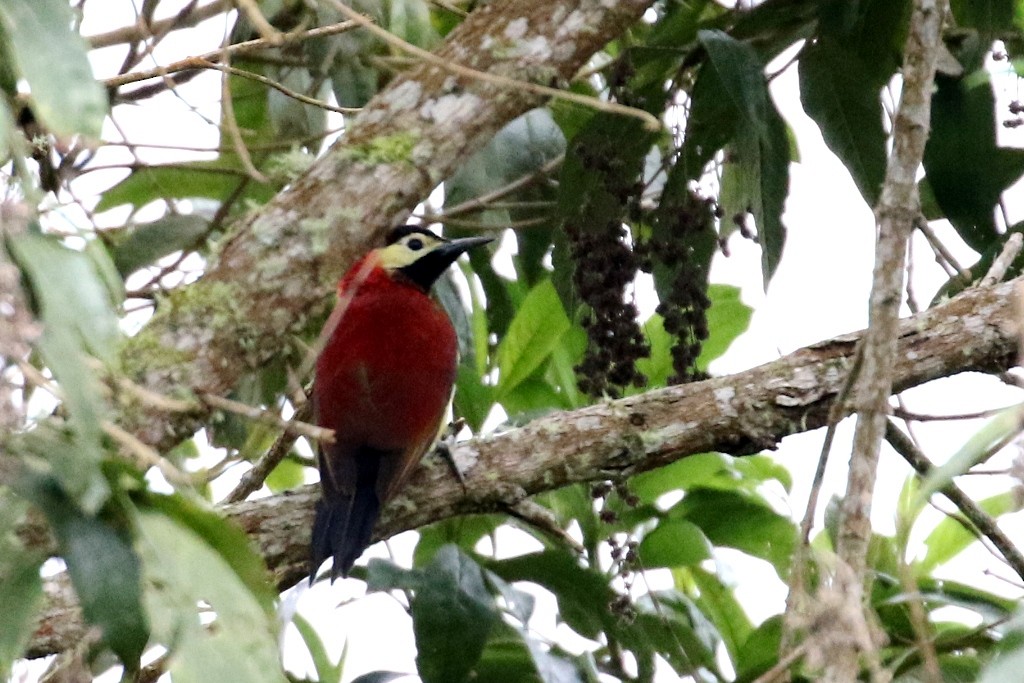 Crimson-mantled Woodpecker - Maurice Raymond
